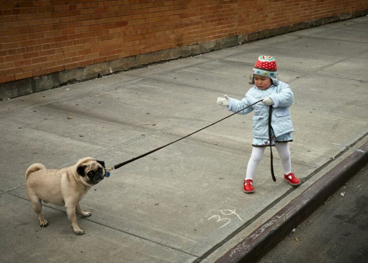 À partir de quel âge adopter un animal de compagnie pour votre enfant ?