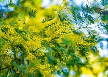 Mimosas : Plantation, Taille et Entretien pour un Jardin Éclatant