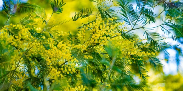 Mimosas : Plantation, Taille et Entretien pour un Jardin Éclatant