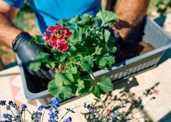 Boostez la floraison de vos géraniums cet été : astuces et conseils d’expert