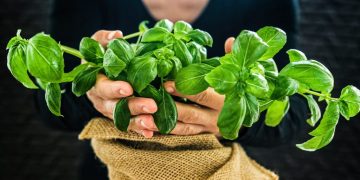 Bouturer le basilic : la méthode simple pour une récolte abondante