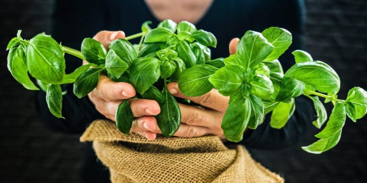 Bouturer le basilic : la méthode simple pour une récolte abondante