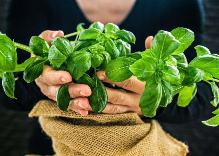 Bouturer le basilic : la méthode simple pour une récolte abondante
