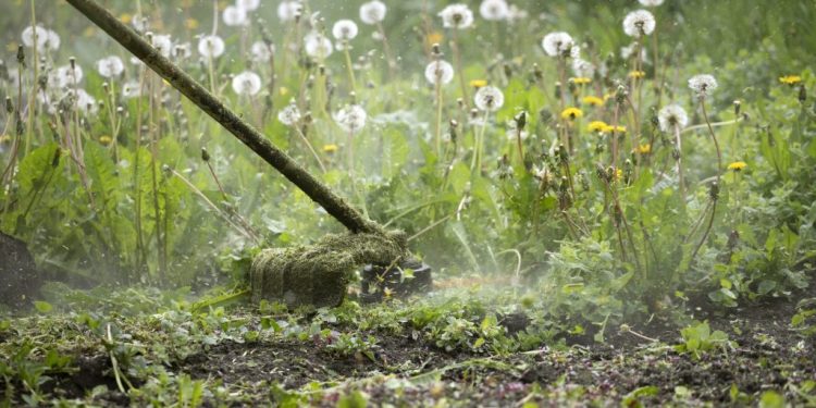 Éliminer définitivement le chiendent : méthodes naturelles et solutions efficaces