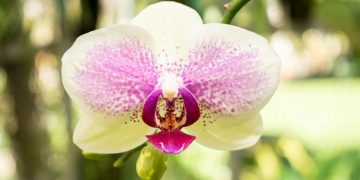 Orchidées : Les secrets d’un entretien facile et efficace