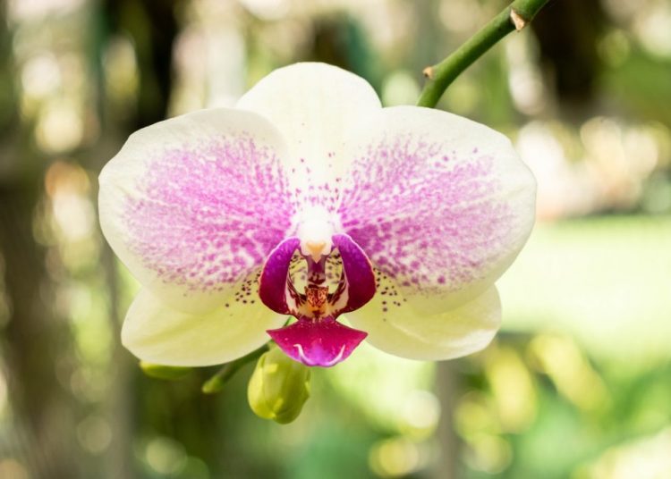 Orchidées : Les secrets d’un entretien facile et efficace