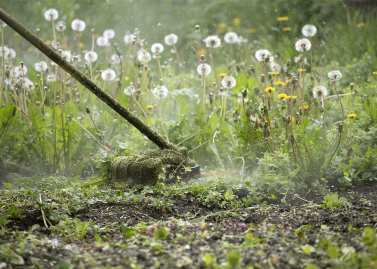 Désherbage naturel : les meilleures techniques pour un jardin sain et écologique