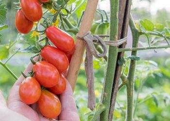 Tuteurage des tomates : les meilleures techniques pour une récolte abondante