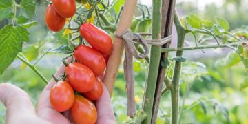 Tuteurage des tomates : les meilleures techniques pour une récolte abondante