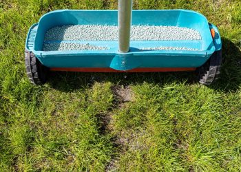 Engrais pour pelouse : quand et comment bien l’appliquer pour un gazon parfait ?