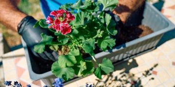 Quand et comment planter des géraniums pour une floraison éclatante ?