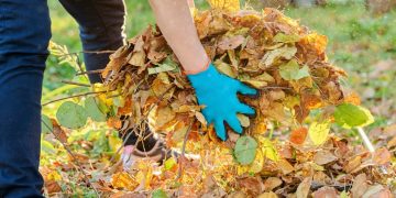 Feuilles mortes du voisin dans votre jardin : qui doit les ramasser ?