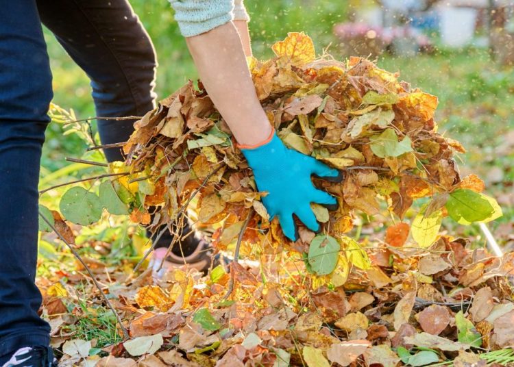 Feuilles mortes du voisin dans votre jardin : qui doit les ramasser ?