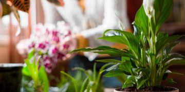 Quand rentrer vos plantes grasses pour l’hiver ? Nos conseils pour les protéger du froid