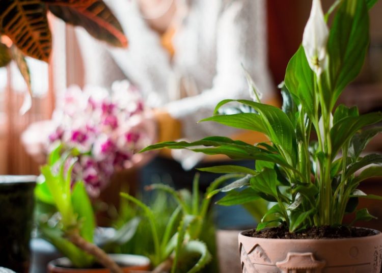 Quand rentrer vos plantes grasses pour l’hiver ? Nos conseils pour les protéger du froid