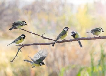 Attirer les oiseaux au jardin en mars : astuces et bonnes pratiques
