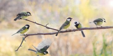 Attirer les oiseaux au jardin en mars : astuces et bonnes pratiques