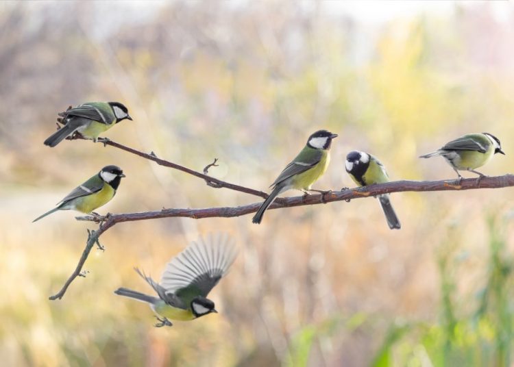 Attirer les oiseaux au jardin en mars : astuces et bonnes pratiques