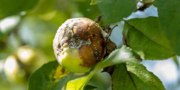Fruits pourris sur l’arbre : causes, solutions et bonnes pratiques