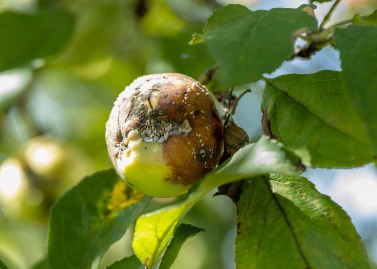 Fruits pourris sur l’arbre : causes, solutions et bonnes pratiques