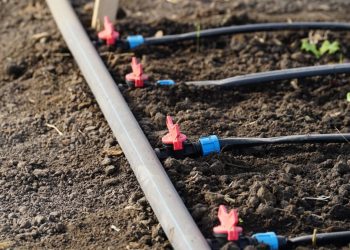 Arrosage goutte à goutte : le guide complet pour un jardin bien hydraté