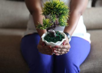 Comment bien débuter avec un bonsaï : conseils pratiques pour réussir son premier arbre miniature