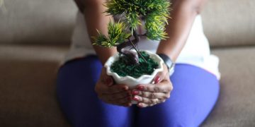 Comment bien débuter avec un bonsaï : conseils pratiques pour réussir son premier arbre miniature