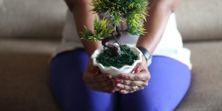 Comment bien débuter avec un bonsaï : conseils pratiques pour réussir son premier arbre miniature