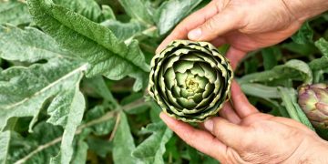 Légumes perpétuels : 7 variétés à planter une seule fois pour des années de récolte