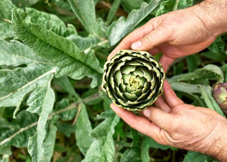 Légumes perpétuels : 7 variétés à planter une seule fois pour des années de récolte