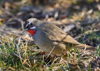 Attirer les rouges-gorges dans votre jardin : astuces et conseils experts