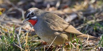 Attirer les rouges-gorges dans votre jardin : astuces et conseils experts