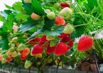 Comment protéger vos fraisiers en hiver et assurer une récolte abondante au printemps ?