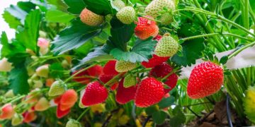 Comment protéger vos fraisiers en hiver et assurer une récolte abondante au printemps ?