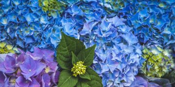 Taille et entretien des hortensias : les clés pour une floraison spectaculaire