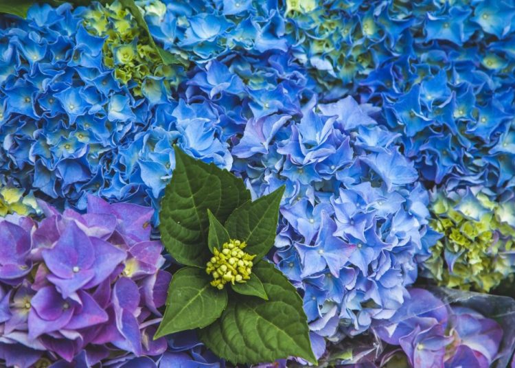 Taille et entretien des hortensias : les clés pour une floraison spectaculaire