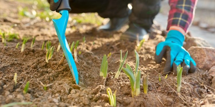 Sarclage au jardin : la méthode ancestrale qui fait son grand retour