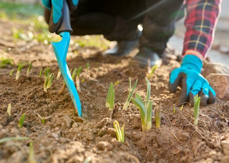 Sarclage au jardin : la méthode ancestrale qui fait son grand retour
