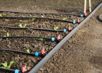 Arrosage goutte à goutte : le système malin pour un jardin économe et facile à entretenir