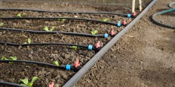 Arrosage goutte à goutte : le système malin pour un jardin économe et facile à entretenir