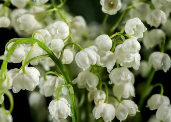 Comment réussir la plantation du muguet dans son jardin : technique, période et astuces de pro