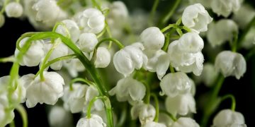 Comment réussir la plantation du muguet dans son jardin : technique, période et astuces de pro