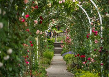 Aménager son jardin avec une pergola : conseils, modèles et installation pas à pas