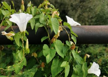 Liseron envahissant : toutes les astuces (et outils) pour s’en débarrasser efficacement