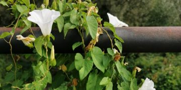 Liseron envahissant : toutes les astuces (et outils) pour s’en débarrasser efficacement