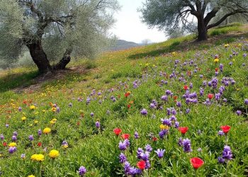 Reynès : Exploration botanique et géologique jusqu’à l’oratoire de Galangau à Montferrer