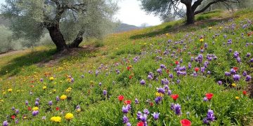 Reynès : Exploration botanique et géologique jusqu’à l’oratoire de Galangau à Montferrer